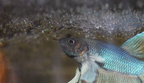 Courtship, Territorial Behaviour & Nest Building In Fish.